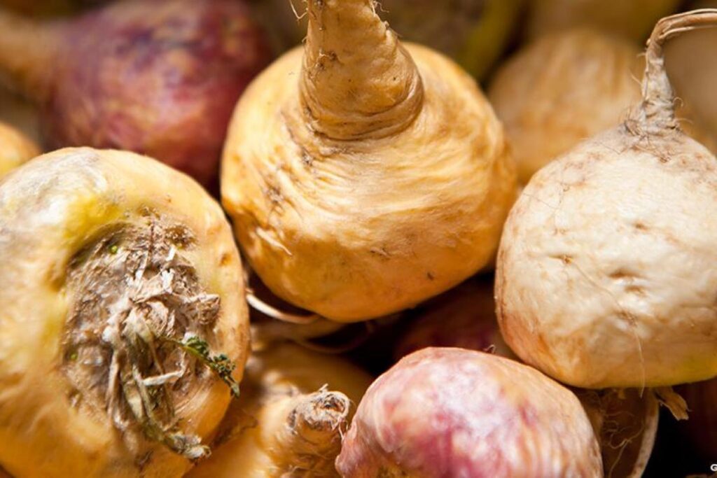 Exportaciones peruanas de harina de maca sumaron US$ 21,9 millones en 2021