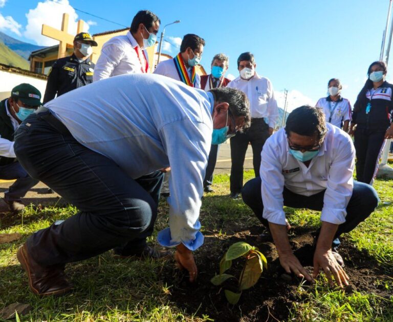 Midagri busca descifrar ADN de árbol de la quina para producir plantones de élite