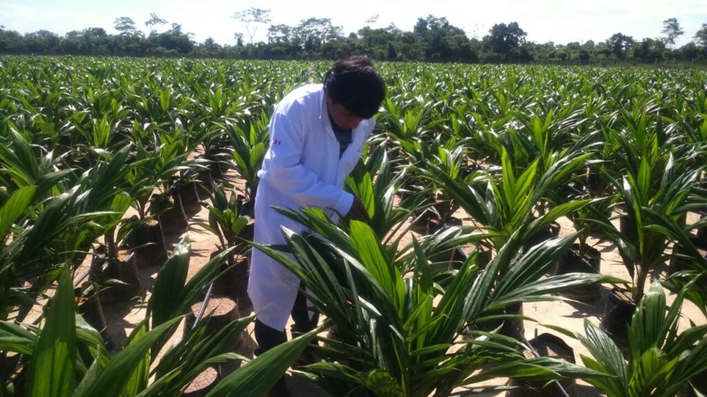 Perú exportó aceite de palma por US$ 61,7 millones entre enero y noviembre