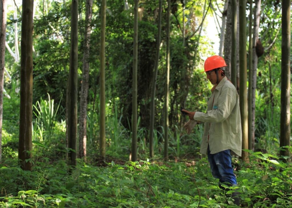 SERFOR plantea programa para financiar a pequeños productores forestales no maderables