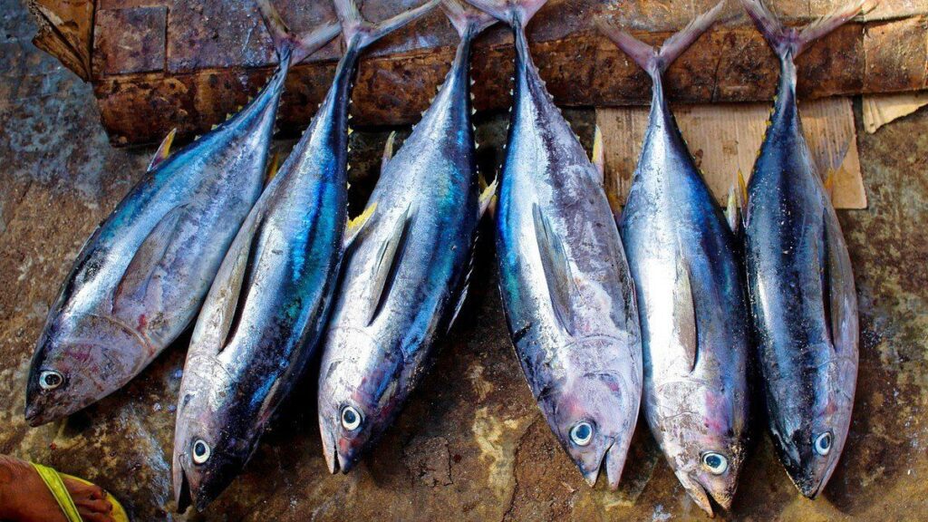 Para entender mejor la problemática del atún