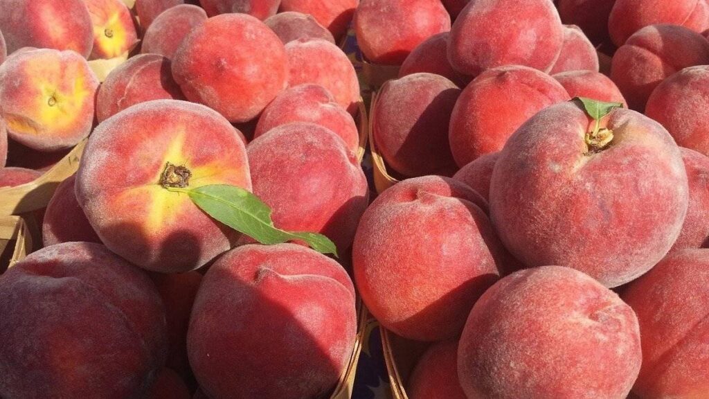 Producción mundial de melocotones y nectarinas se recuperaría en la campaña 2021/2022