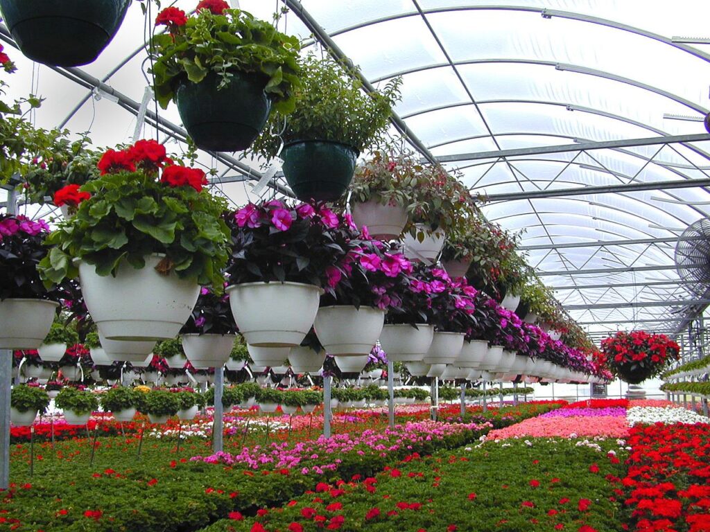 Grupo multisectorial de floricultura buscará impulsar la exportación de flores