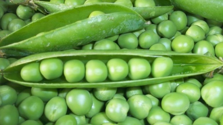 Exportaciones de arveja sumaron US$ 35 millones a noviembre
