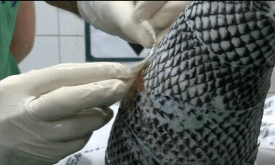Desarrollan crema regenerativa y champú a base de piel de tilapia