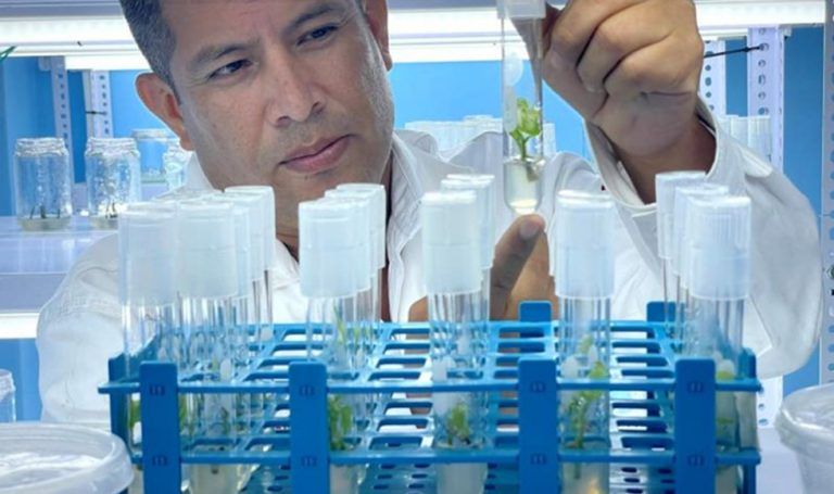 Buscan repoblar bosques con árboles de castañas selectos y productivos