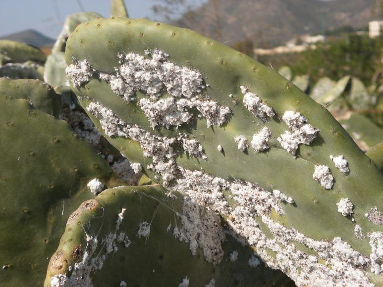 Perú es el principal productor mundial de cochinilla