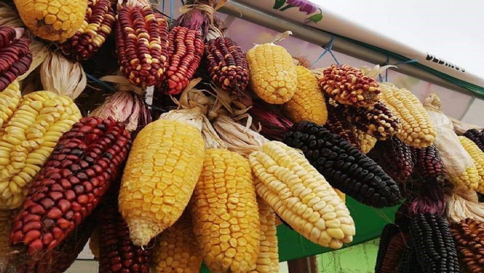 Producción nacional de maíz amiláceo alcanzó las 772 mil toneladas en 2021