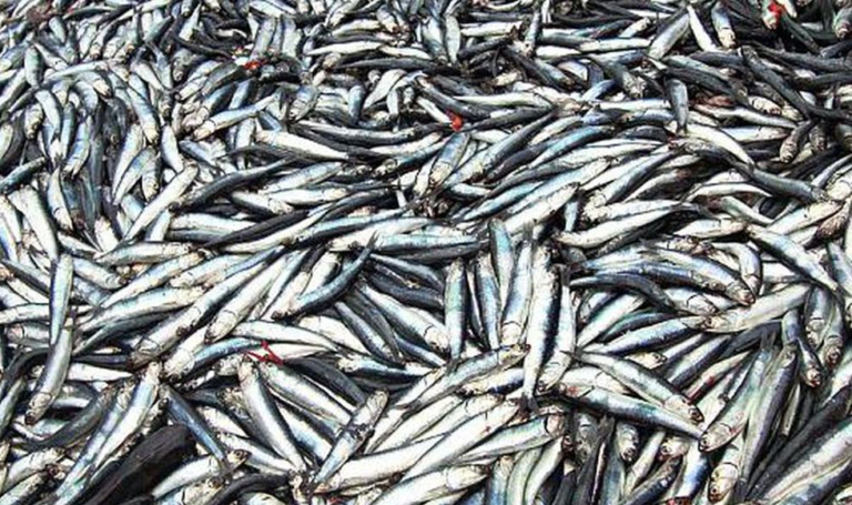 LA SEGUNDA TEMPORADA DE ANCHOVETA Y LOS DERECHOS DE PESCA