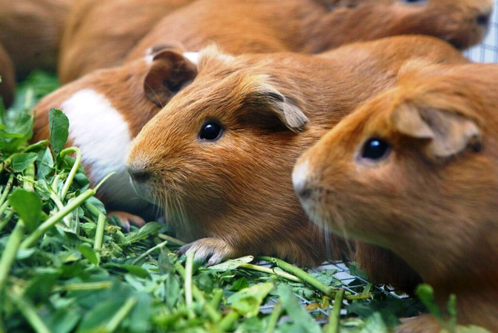 Desde ahora la carne de cuy tendrá una clasificación arancelaria propia