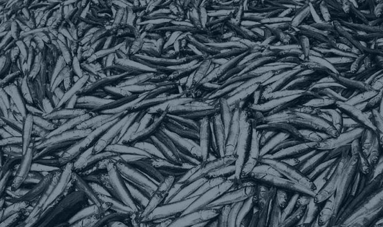 La pretensión de reducir la talla mínima de la anchoveta y su captura dentro de las cinco millas en el sur del Perú.