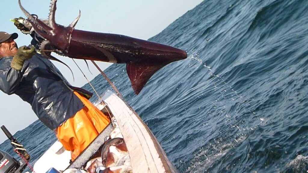 CONCLUYENDO CON EL ASUNTO DE LA POTA EN EL PERU