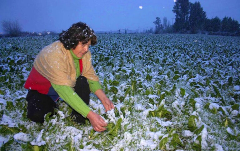 Bajas temperaturas afectarían producción agrícola