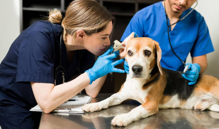 ¿Las EPS podrían incluir en su portafolio a las veterinarias?