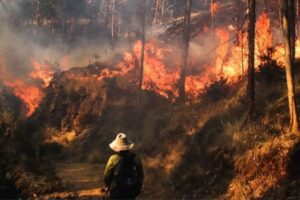 Productores agropecuarios tendrán bono por afectación de incendios forestales