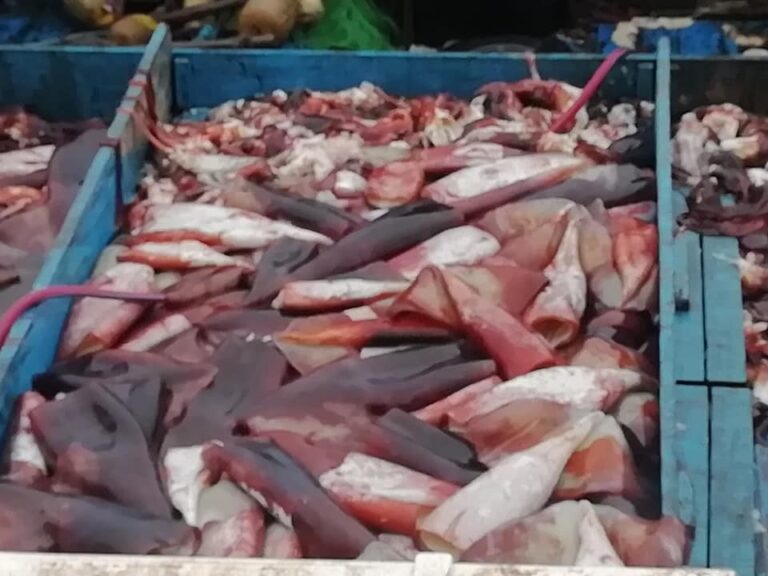 ¿SE PUEDE SEGUIR PESCANDO POTA?